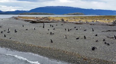 Penguin Island, Beagle Channel, Argentina