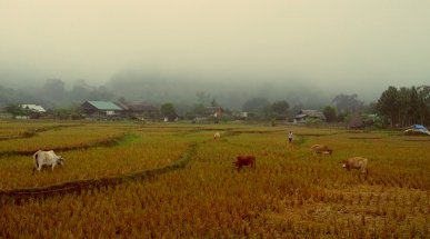 Countryside in the Fog, Pai, Thailand