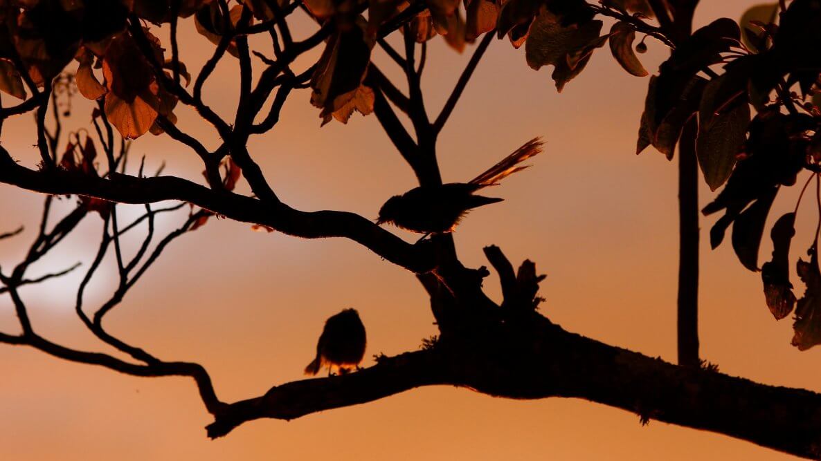 New Zealand Birds: Fantails at Sunset