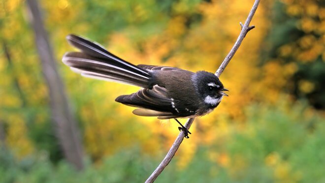 New Zealand Birds: Fantail NZ