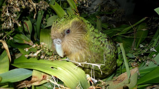 New Zealand Birds: Kakapo Sirocco