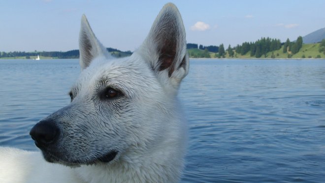 pet friendly austria