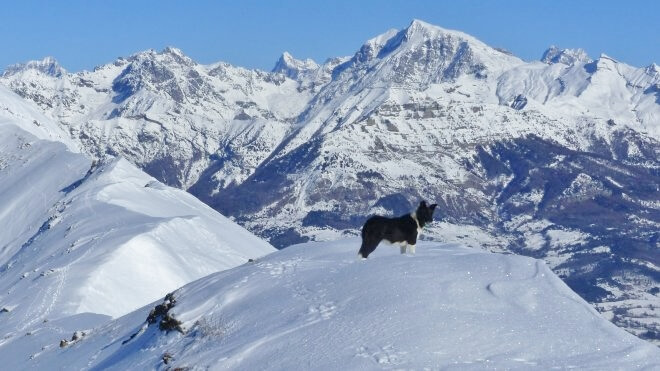 pet friendly switzerland