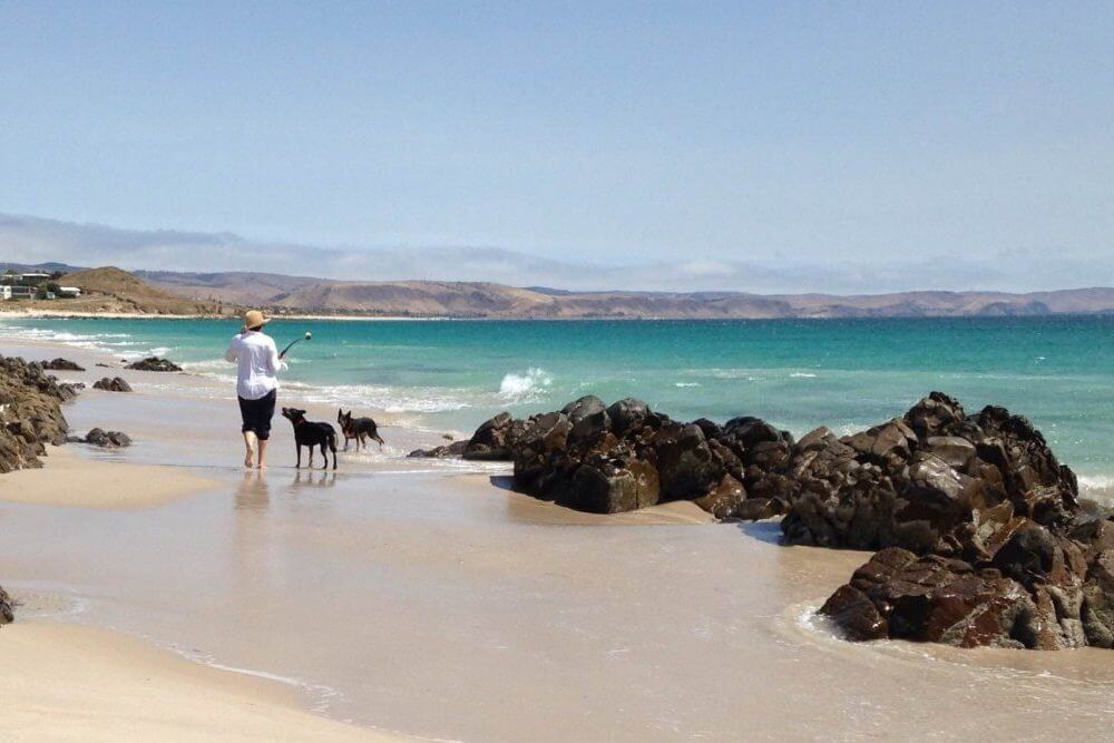 pet friendly destinations