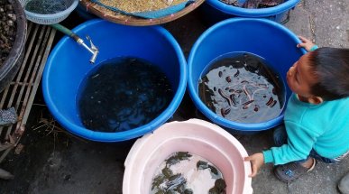 Chiang Rai Food Market, Thailand