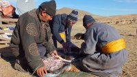 volunteering mongolia