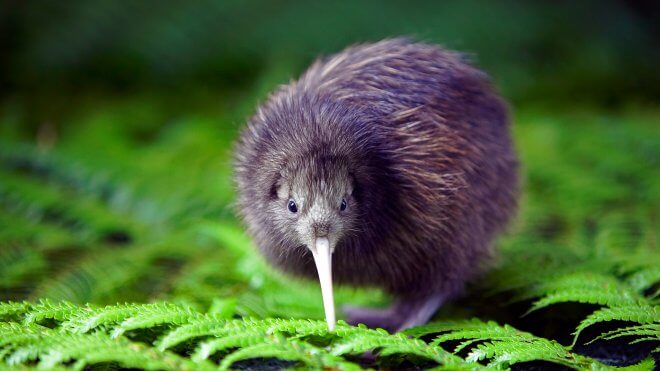 New Zealand Birds: A Baby Kiwi