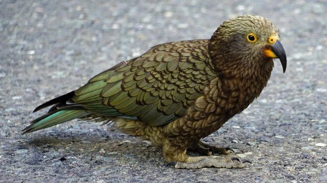 New Zealand Birds: Kea Mountain Parrot