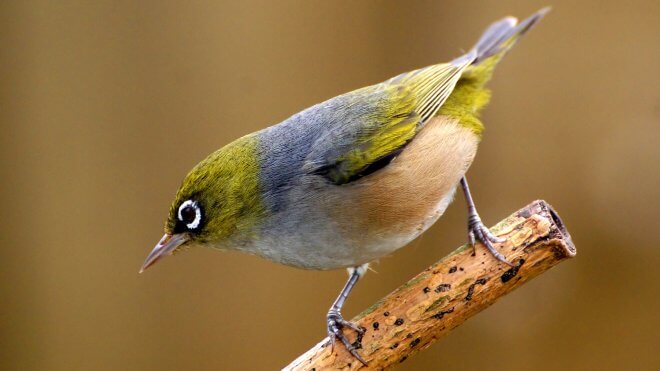 New Zealand Birds: Silvereye (Zosterops Lateralis)