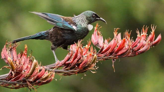 New Zealand Birds: Tui on a Harakeke