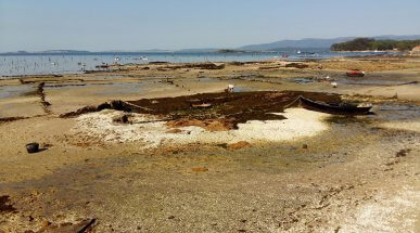 Collecting Clams in Carril, Galicia, Spain